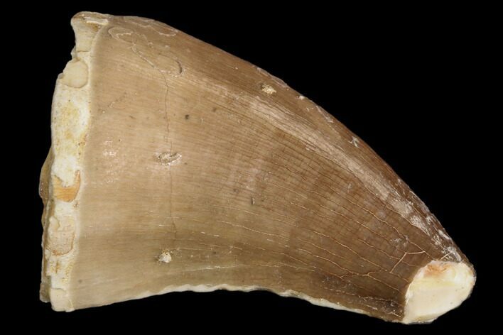 Bargain, Mosasaur (Prognathodon) Tooth #87620